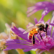 découverte des abeilles